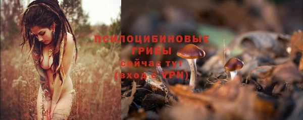 PSILOCYBIN Армянск